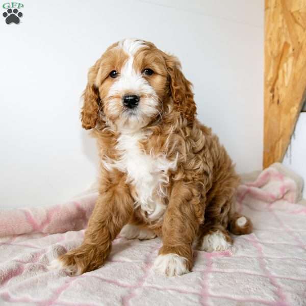 Marla, Mini Goldendoodle Puppy